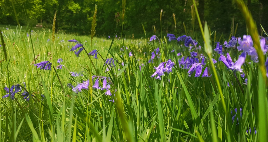 English bluebells in a grassy field